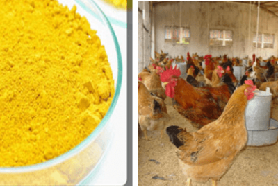 Thực trạng sử dụng kháng sinh trong thức ăn gia súc và giải pháp